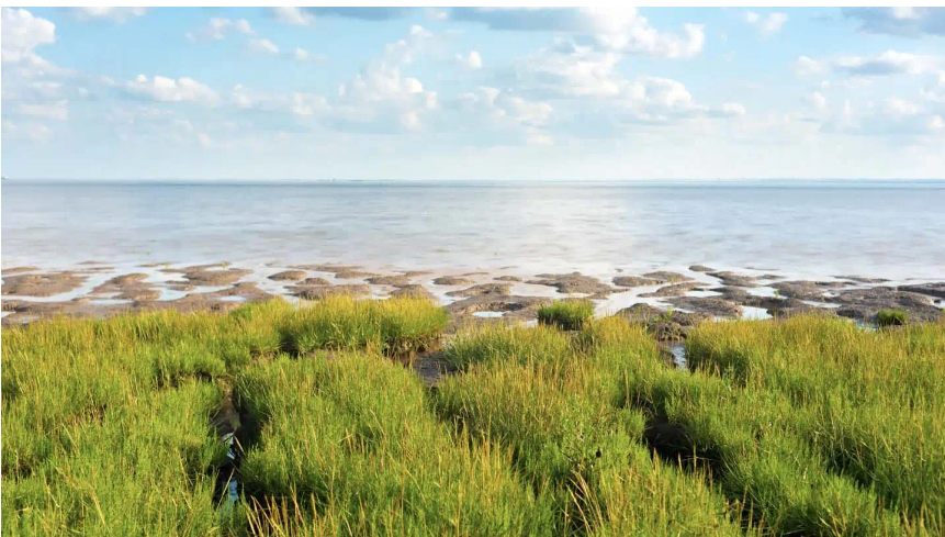 Humber Estuary 